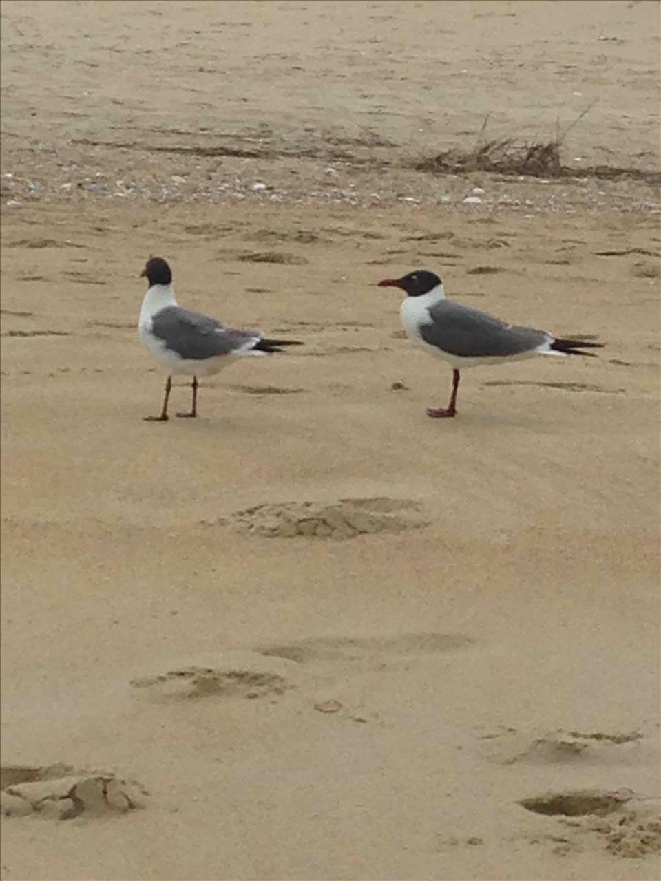 May 2015 Stay - SN35 - South Nags Head 35, Janet Pattky